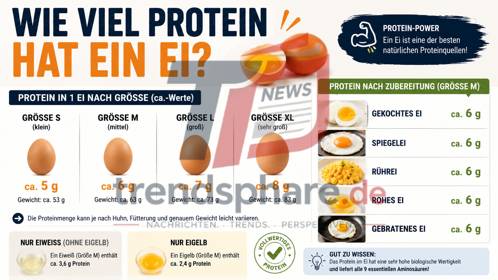 Wie viel Protein hat ein Ei Größe L?
